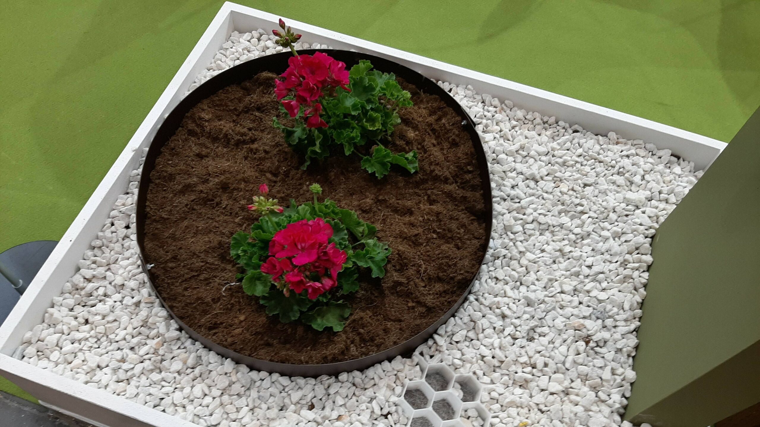 foto bordes de Ibeflora 20191001_084711 b|projar desch|projarbordura (2)|projarbordura (2)